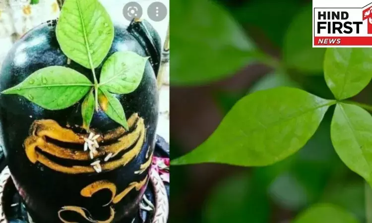 Belpatra Benefits: कई बीमारियों का इलाज़ छुपा है बेलपत्र में, जानिए सेवन का तरीका Belpatra Benefits: कई बीमारियों का इलाज़ छुपा है बेलपत्र में, जानिए सेवन का तरीका