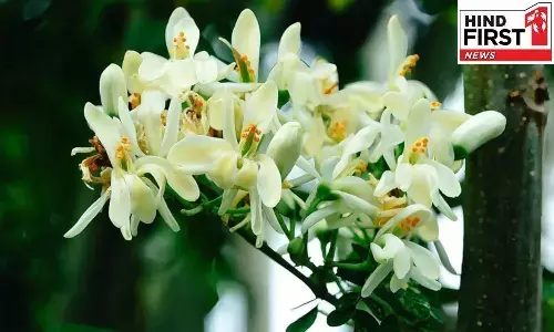 Moringa Flower Benefits: सहजन के फूल में छुपा है सेहत का खज़ाना, जरूर करें सेवन Moringa Flower Benefits: सहजन के फूल में छुपा है सेहत का खज़ाना, जरूर करें सेवन