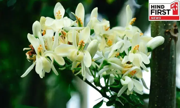Moringa Flower Benefits: सहजन के फूल में छुपा है सेहत का खज़ाना, जरूर करें सेवन
