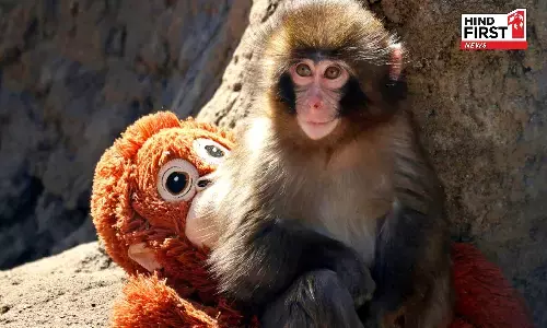 जापान का नन्हा बंदर पंच बना इंटरनेट का सेंसेशन, देखने के लिए लोग उमड़े