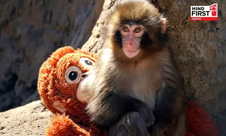 जापान का नन्हा बंदर पंच बना इंटरनेट का सेंसेशन, देखने के लिए लोग उमड़े