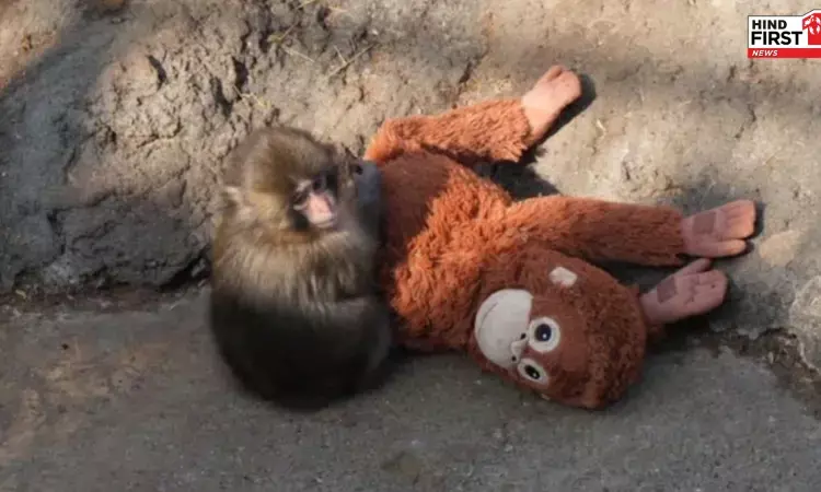 गूगल के पंच द मंकी एनिमेशन ने इंटरनेट पर मचाई धूम, मिले 76 लाख से अधिक लाइक गूगल के पंच द मंकी एनिमेशन ने इंटरनेट पर मचाई धूम, मिले 76 लाख से अधिक लाइक