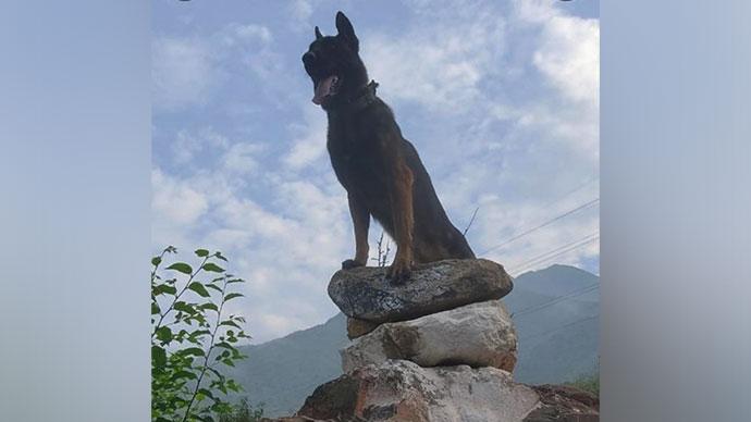 Indian Army pays tribute to martyred assault dog ‘Zoom’. Indian Army pays tribute to martyred assault dog ‘Zoom’.