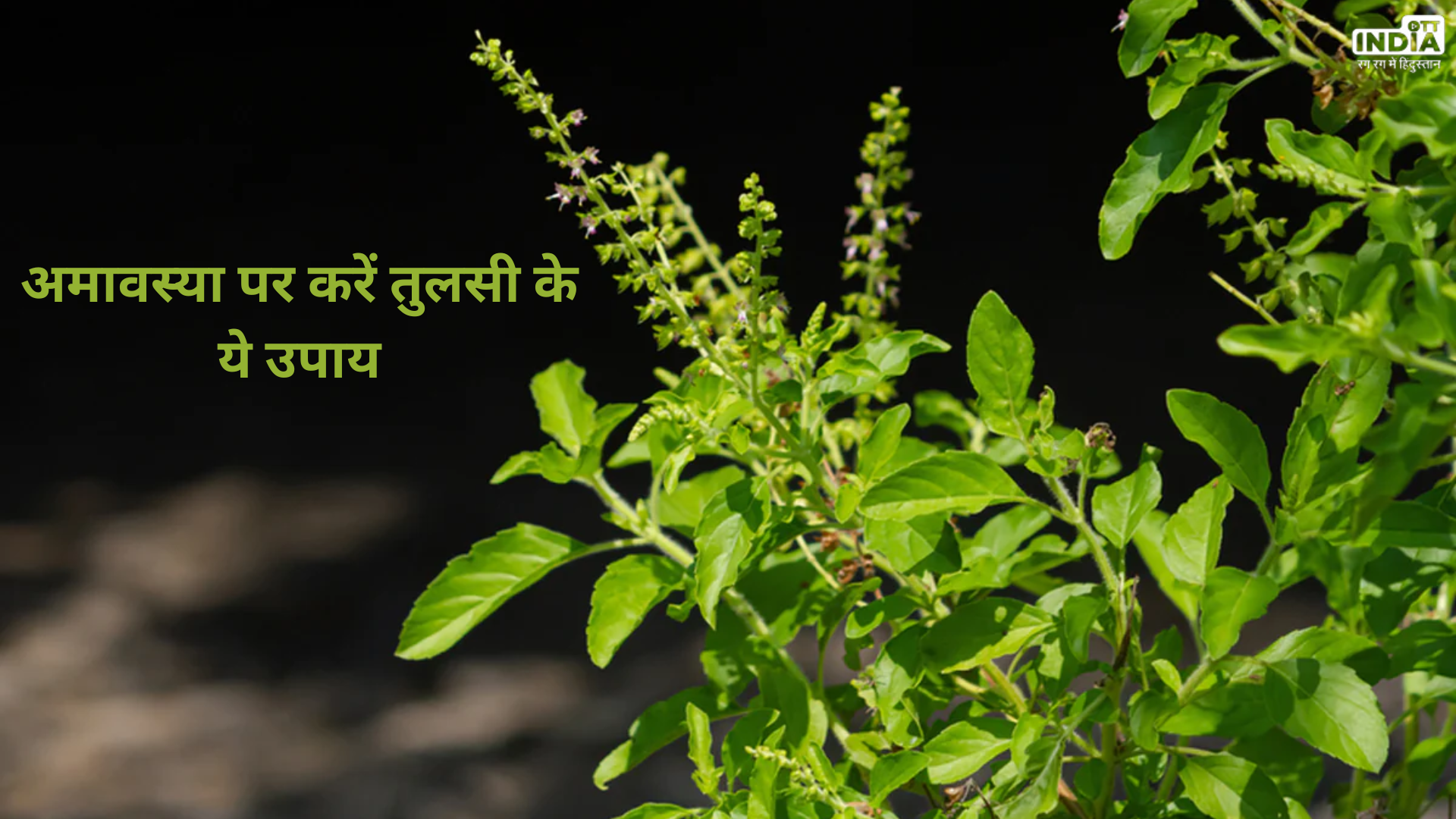 Paush Amavasya 2024:अमावस्या पर करें तुलसी के उपाय, मिलेगी सफलता Paush Amavasya 2024:अमावस्या पर करें तुलसी के उपाय, मिलेगी सफलता