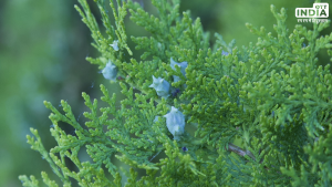 Basant Panchami 2024 Vastu Tips