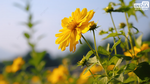 Basant Panchami 2024 Vastu Tips