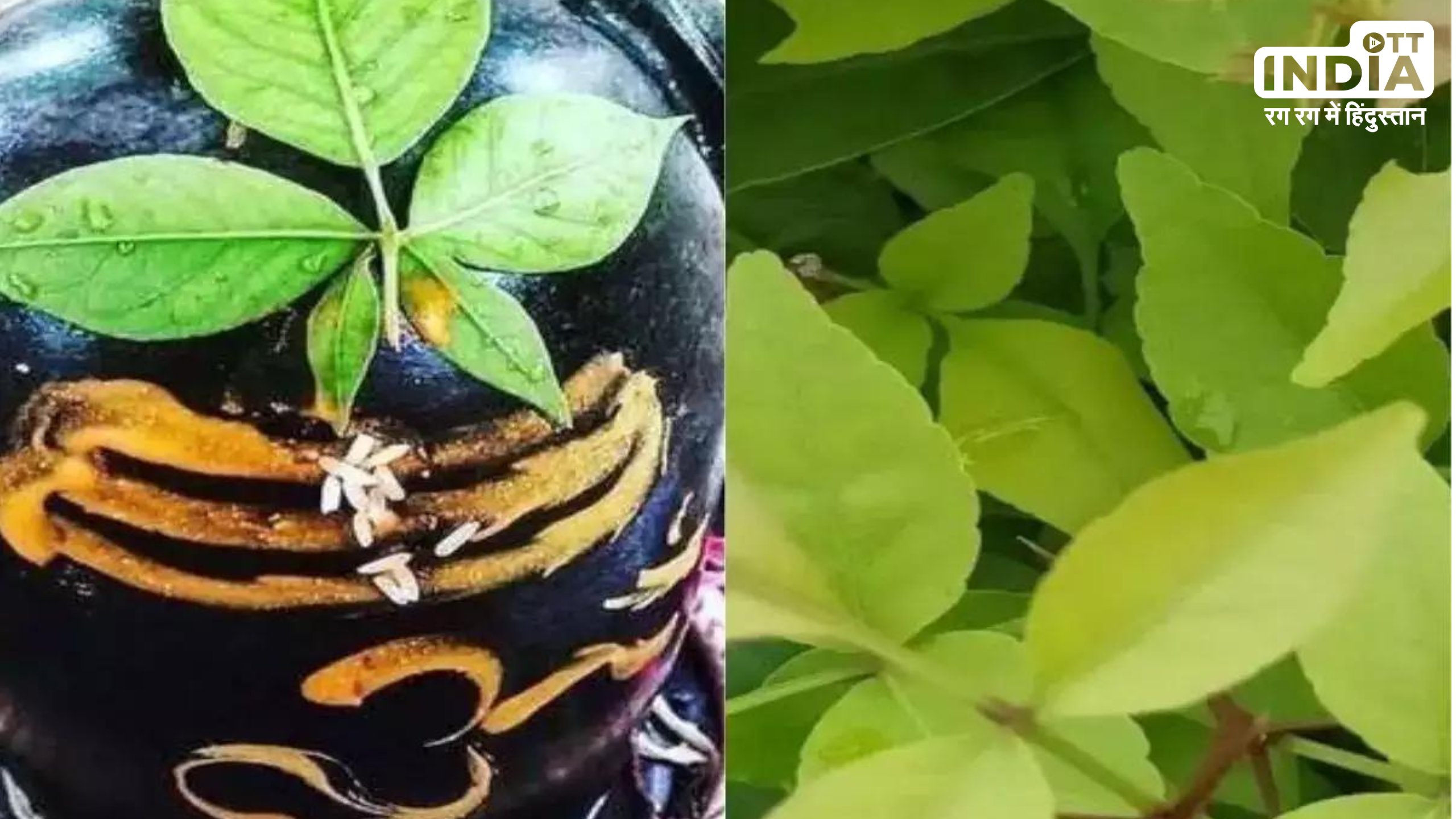 Belpatra Health Benefits: भगवान शिव को प्रिय बेलपत्र के फायदें जानकर चौंक जाएंगे आप , जानिए किन्हें करना चाहिए इसका सेवन Belpatra Health Benefits: भगवान शिव को प्रिय बेलपत्र के फायदें जानकर चौंक जाएंगे आप , जानिए किन्हें करना चाहिए इसका सेवन