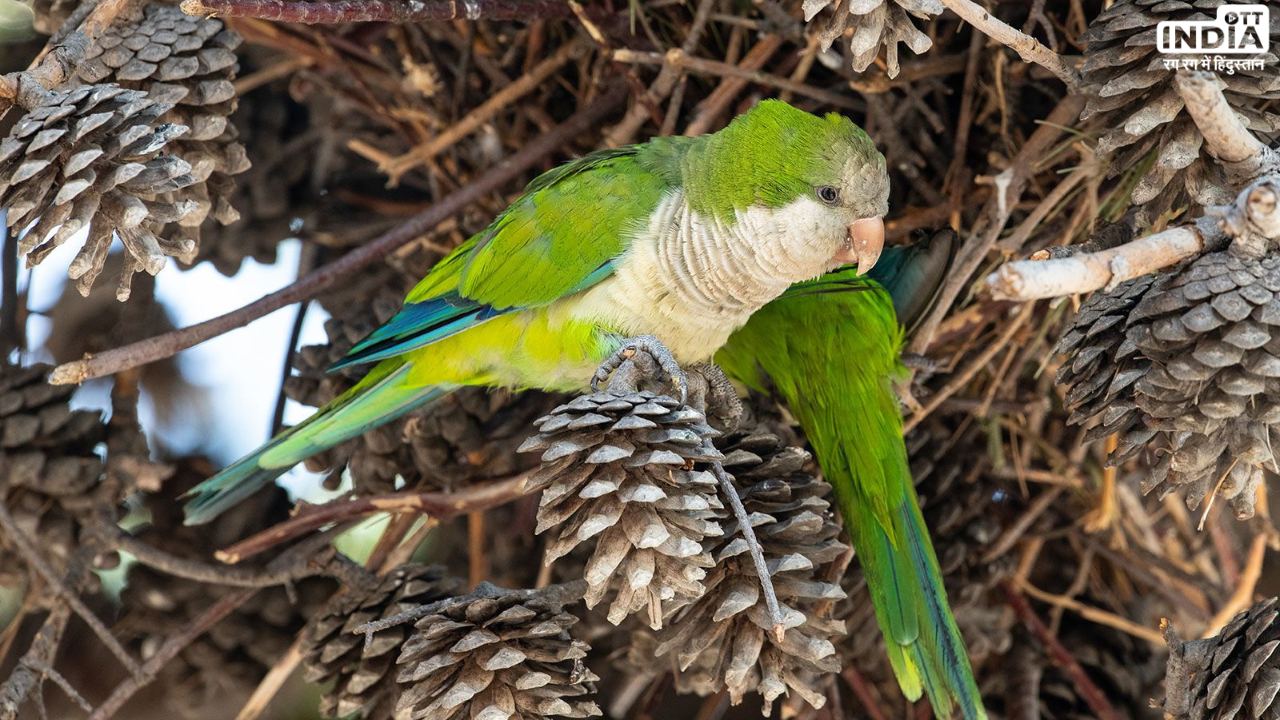 Parrot Fever: क्या है पैरेट फीवर जो यूरोप में बन गया है घातक, जानें इसके कारण, लक्षण, और उपचार Parrot Fever: क्या है पैरेट फीवर जो यूरोप में बन गया है घातक, जानें इसके कारण, लक्षण, और उपचार