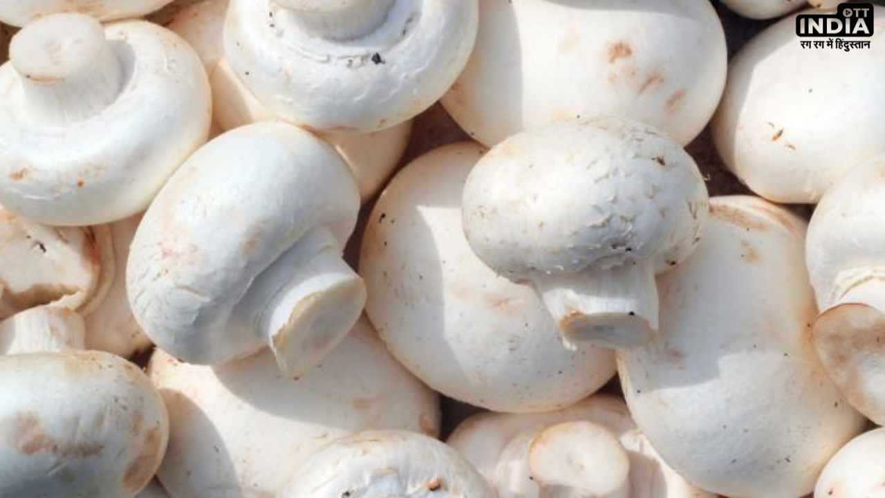 Mushroom Benefits In Diabetes: कैलोरी में कम और प्रोटीन से भरपूर मशरुम के हैं अनेक फायदे, डायबिटीज में है रामबाण Mushroom Benefits In Diabetes: कैलोरी में कम और प्रोटीन से भरपूर मशरुम के हैं अनेक फायदे, डायबिटीज में है रामबाण