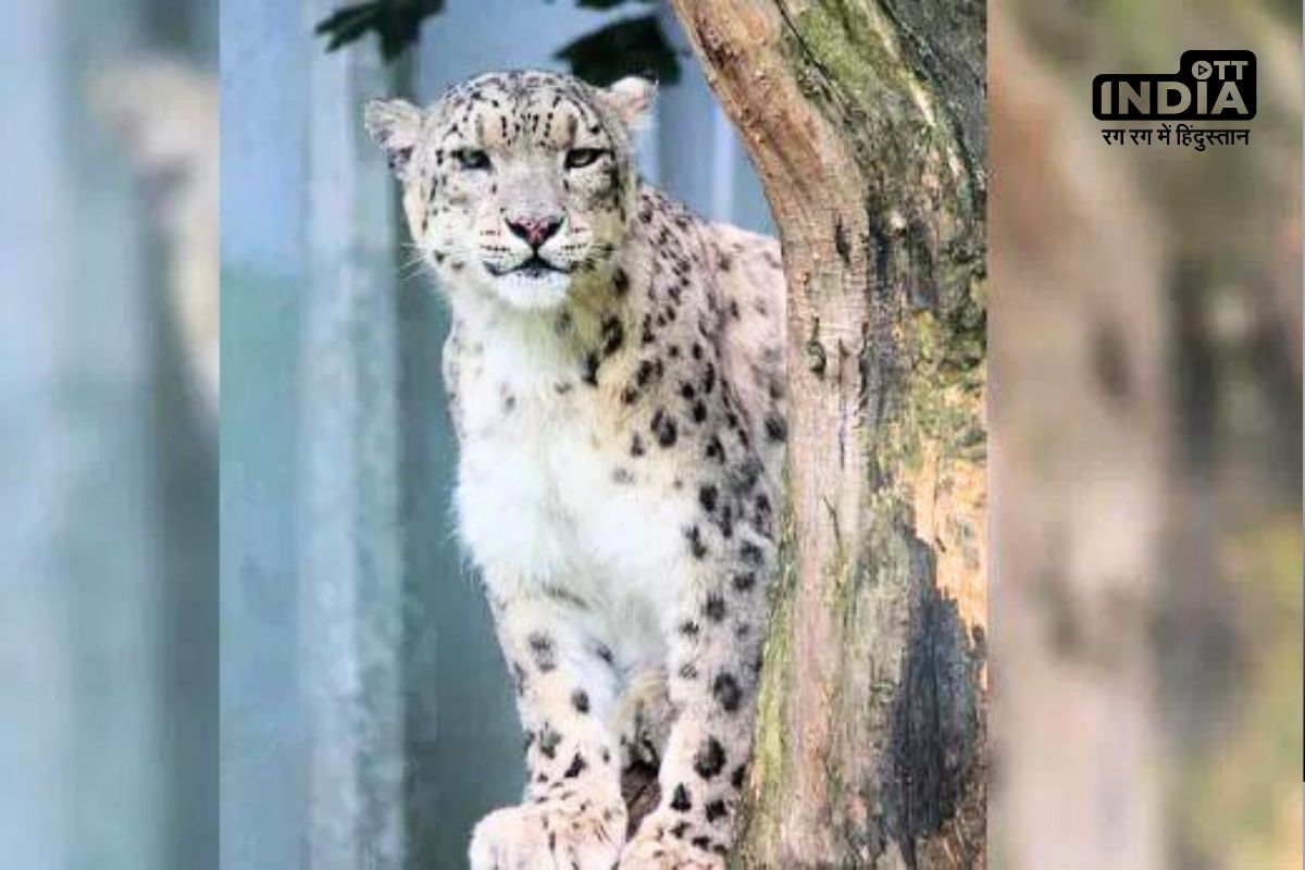 Panther In The Village Dungarpur : जंगल से क्यों भाग रहे पैंथर...3 महीने में 6 बार दे चुके गांवों में दस्तक ? Panther In The Village Dungarpur : जंगल से क्यों भाग रहे पैंथर...3 महीने में 6 बार दे चुके गांवों में दस्तक ?