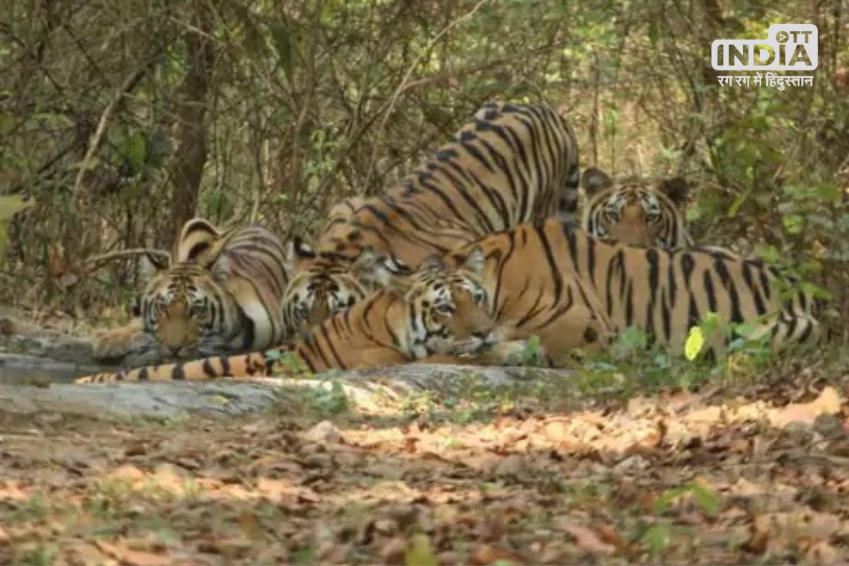 Kanha Tiger Researve Mandala कान्हा नेशनल पार्क हुआ बाघों से गुलजार, एक साथ 19 बाघों को देखकर पर्यटक रोमांच से भरे Kanha Tiger Researve Mandala कान्हा नेशनल पार्क हुआ बाघों से गुलजार, एक साथ 19 बाघों को देखकर पर्यटक रोमांच से भरे