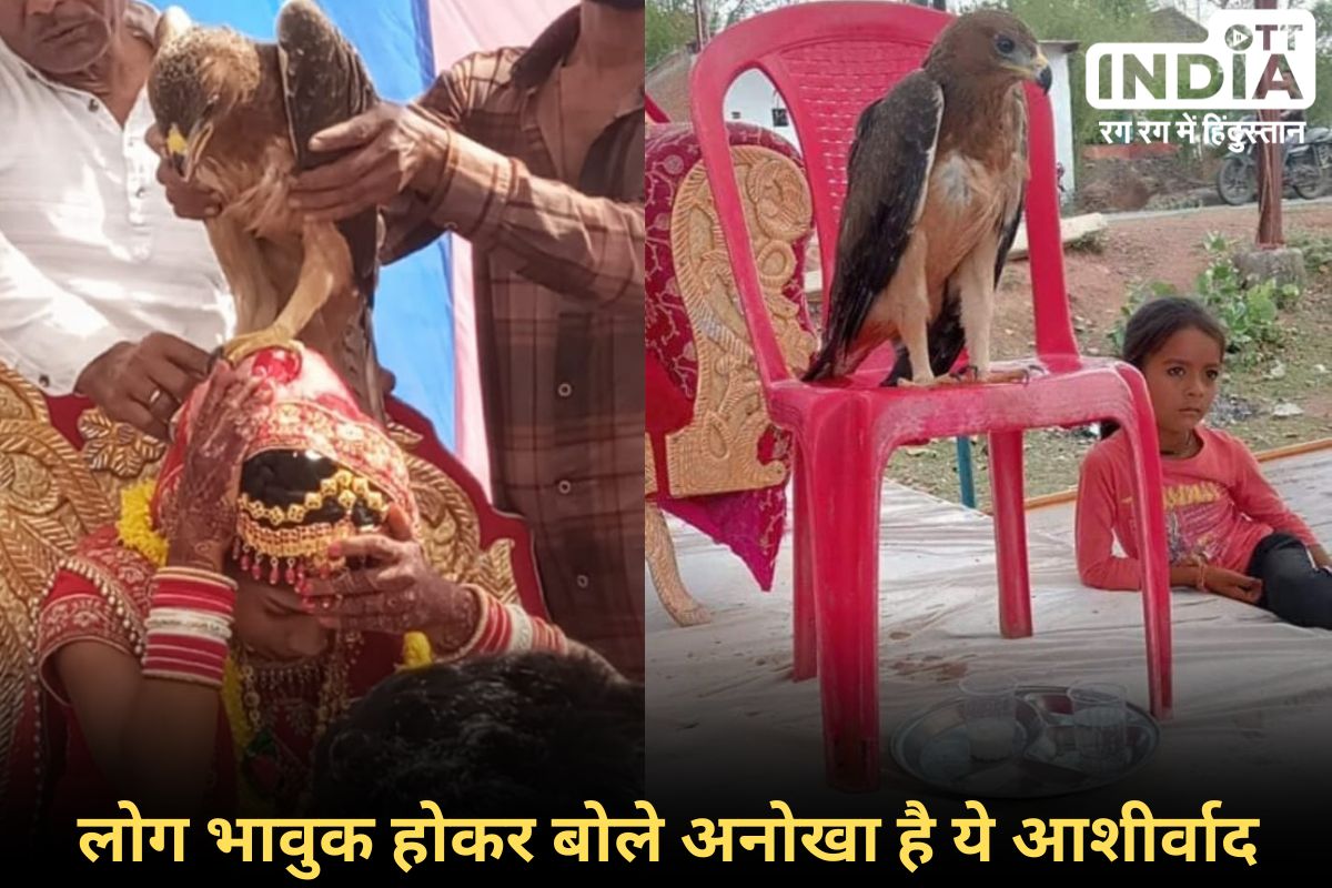 MP Damoh News: दमोह के एक शादी समारोह में पक्षी ने बेटी को दिया आशीर्वाद, तीन दिन पहले हुई पिता की मौत...