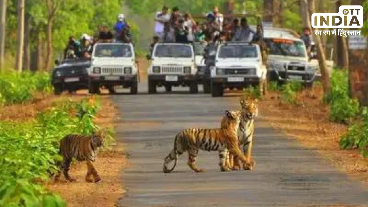 Sariska Tiger Reserve: राजस्थान का यह टाइगर रिज़र्व पर्यटकों और प्रकृति प्रेमियों के लिए है आकर्षण का केंद्र Sariska Tiger Reserve: राजस्थान का यह टाइगर रिज़र्व पर्यटकों और प्रकृति प्रेमियों के लिए है आकर्षण का केंद्र