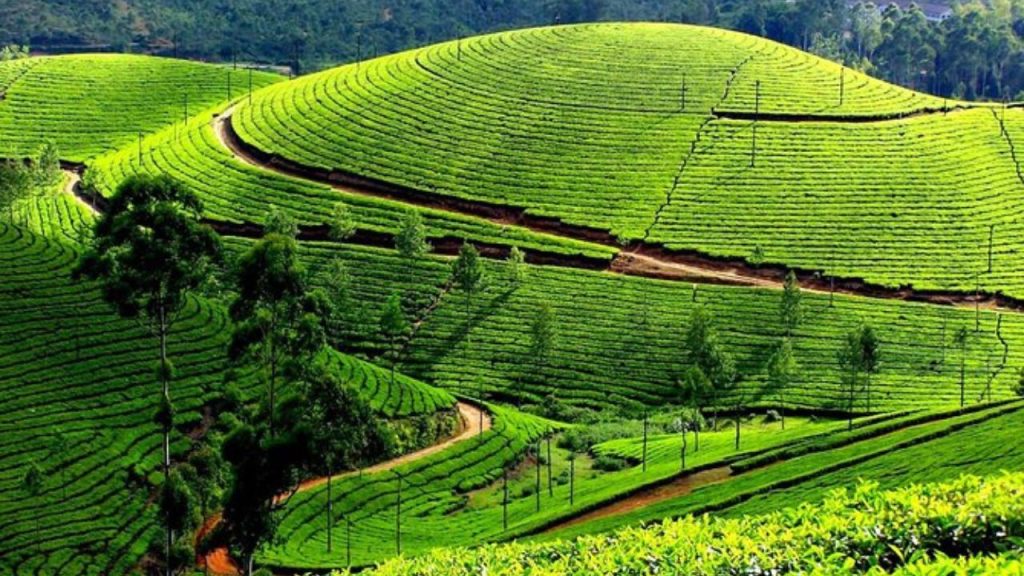 Munnar: पश्चिमी घाट में बसा मुन्नार केरल का है स्वर्ग, एक बार जरूर जाएं 