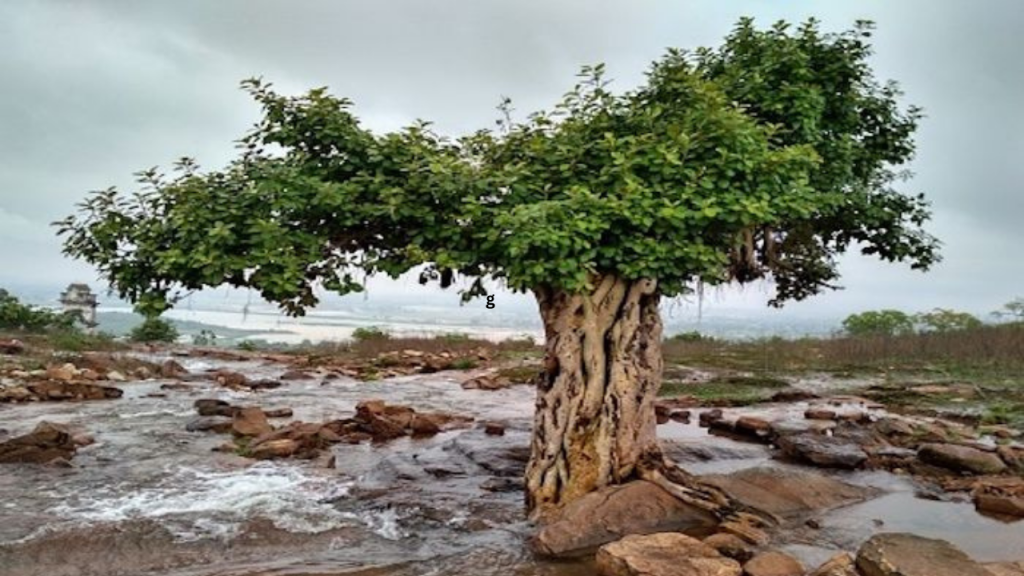 Sonbhadra Fossil Park in UP