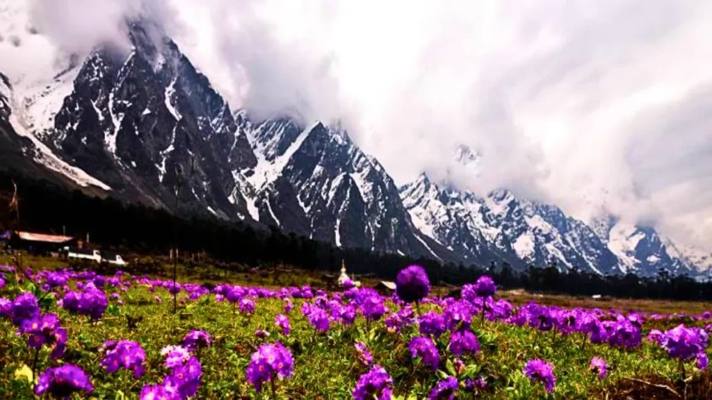 Yumthang Valley: इस बार छुट्टियों में जरूर घूमें युमथांग वैली, जानें कहां है यह स्थित   