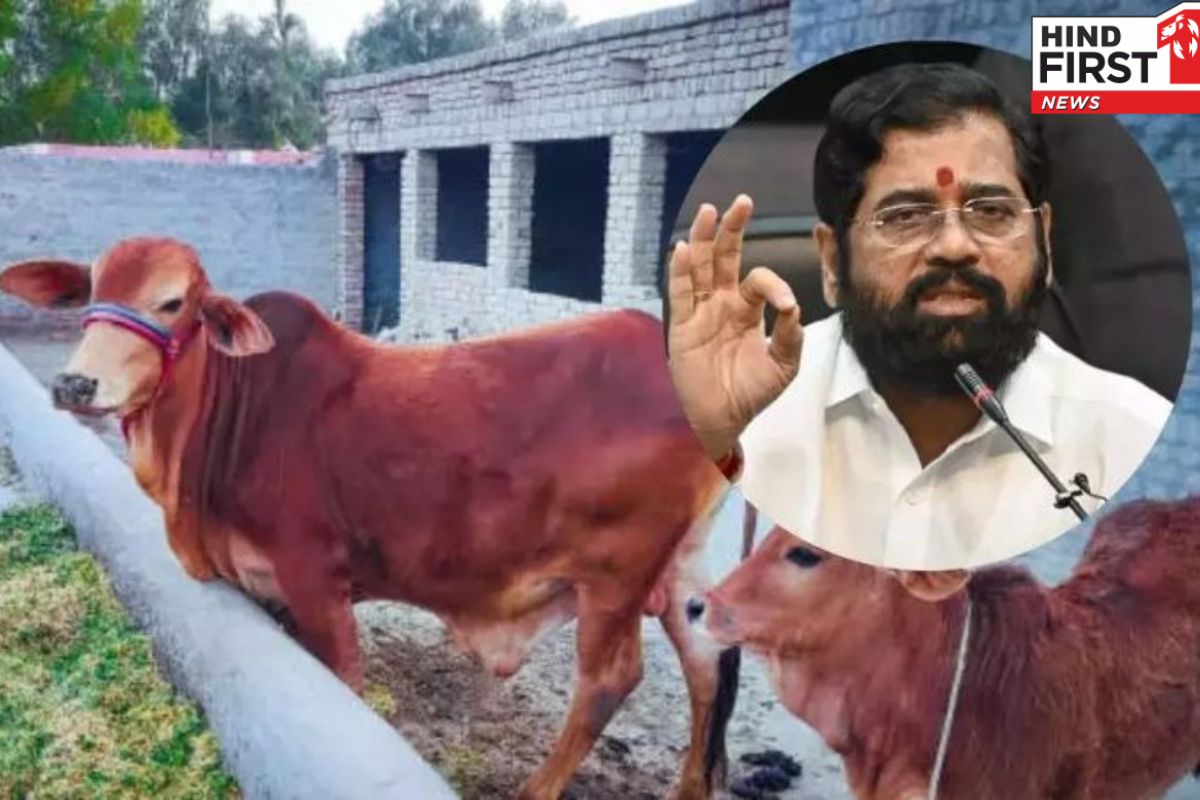 शिंदे सरकार का बड़ा फैसला! गाय को दिया राज्यमाता का दर्जा शिंदे सरकार का बड़ा फैसला! गाय को दिया राज्यमाता का दर्जा
