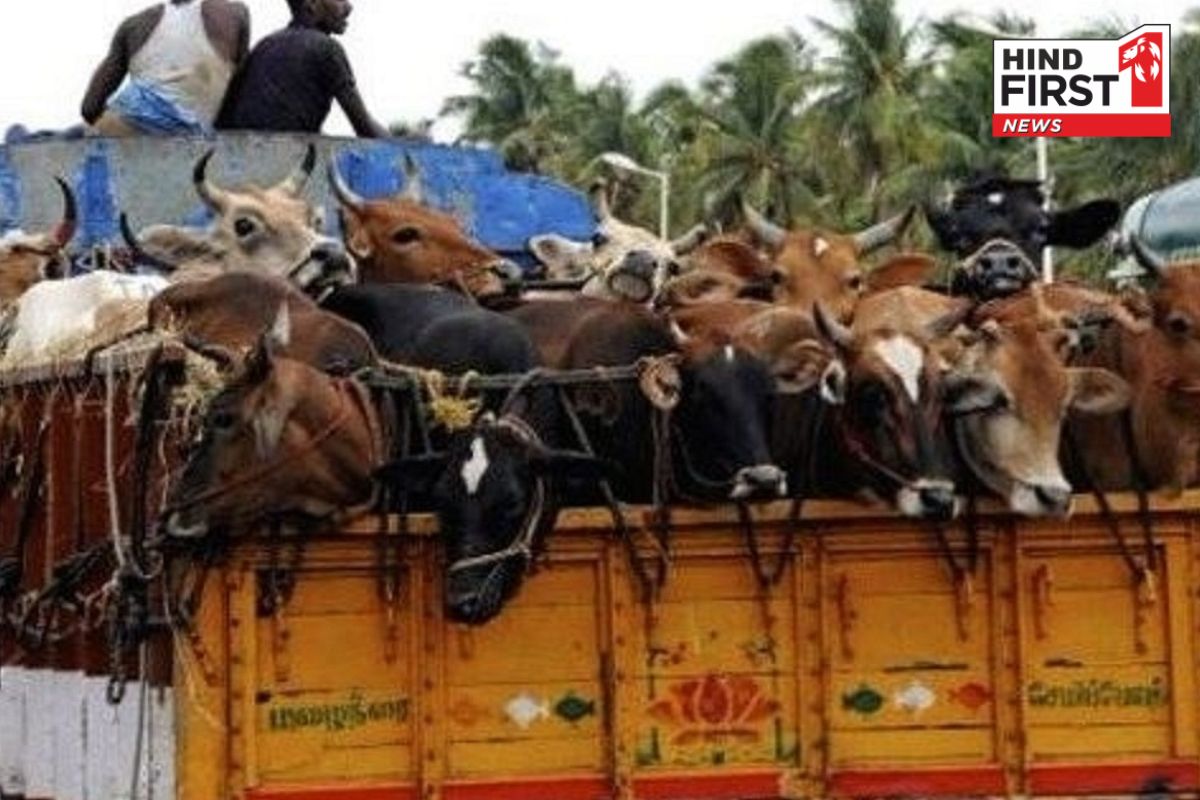 Haryana: फरीदाबाद में गौ तस्करी के शक में 19 साल के लड़के की गोली मारकर हत्या, 5 गिरफ्तार