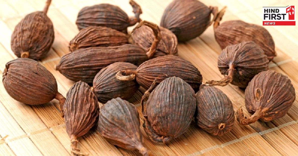 Black Cardamom Benefits : क्या आप जानते हैं ? बड़ी इलायची खाने में जायका बढ़ाने के साथ-साथ इन्फेक्शन से बचाने में हैं फायदेमंद