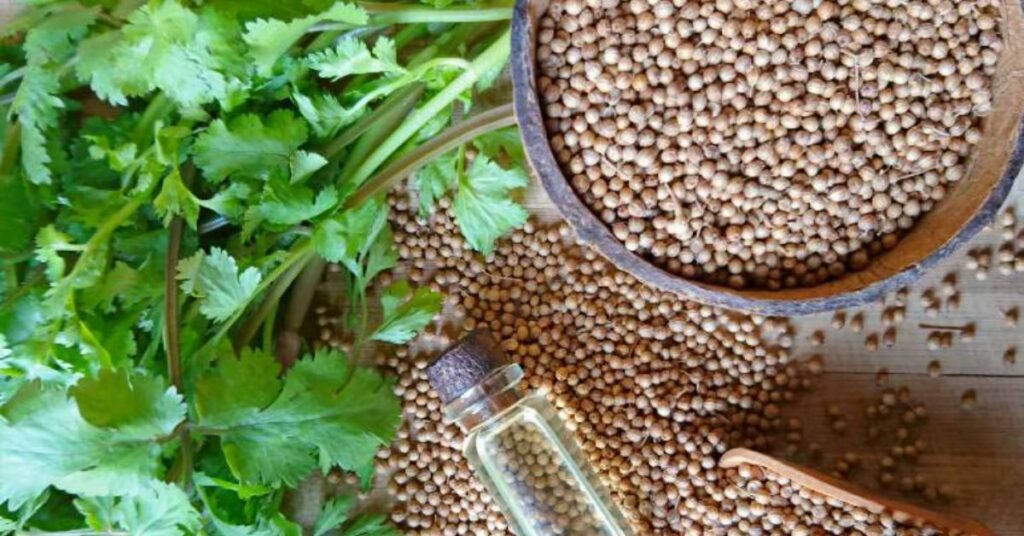 Dhaniya Ke Patte Ke Fayde: धनिया के पत्ते बॉडी को कर देते हैं डिटॉक्सीफाई, जाड़ों में तो है ये रामबाण  