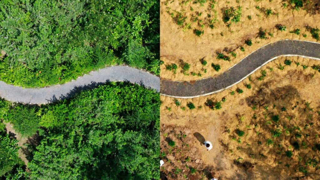 Miyawaki Technique in Maha Kumbh: महाकुंभ से पहले प्रयागराज हुआ हरा भरा, जानिये मियावाकी तकनीक के बारे में    
