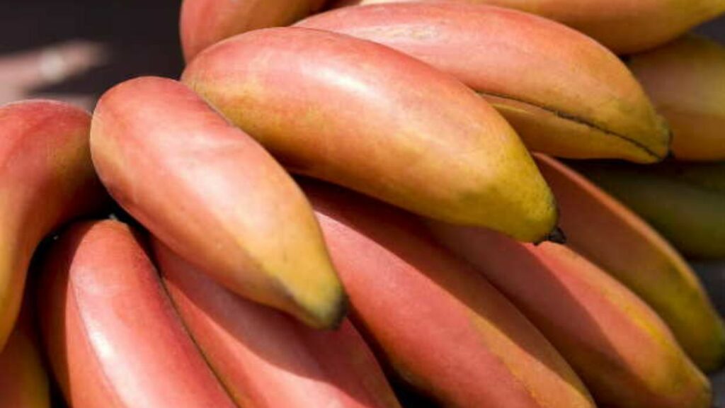Red Banana Benefits: क्या कभी खाया है लाल केला? आंखों के लिए वरदान से नहीं है कम   