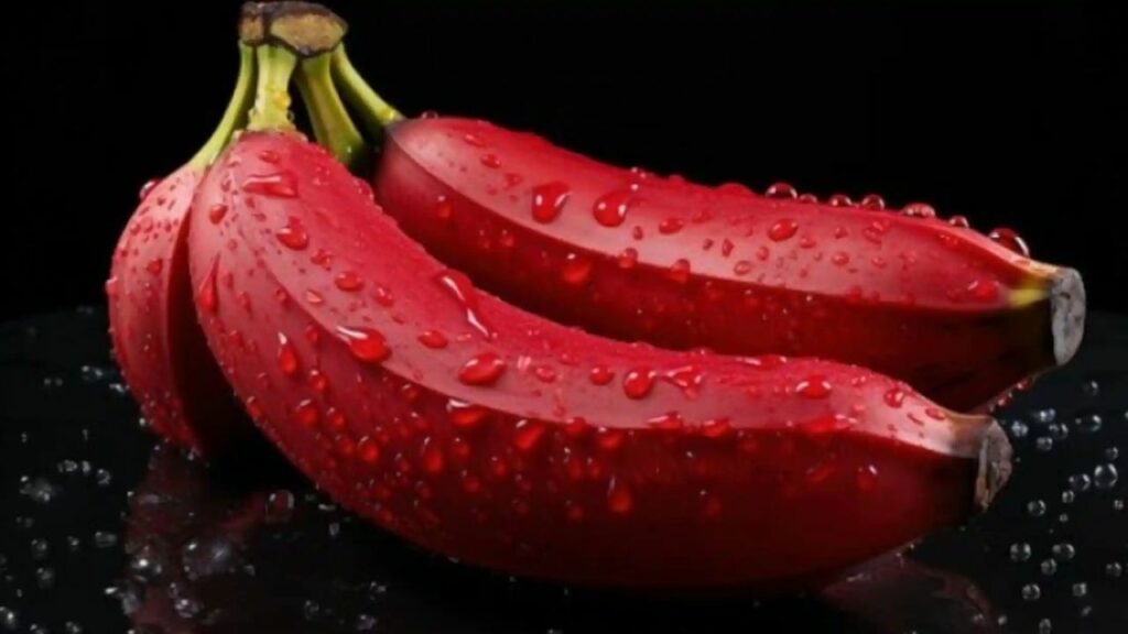 Red Banana Benefits: क्या कभी खाया है लाल केला? आंखों के लिए वरदान से नहीं है कम   