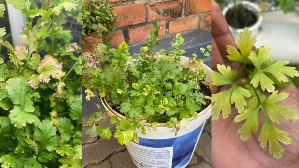 Dhaniya Ke Patte Ke Fayde: धनिया के पत्ते बॉडी को कर देते हैं डिटॉक्सीफाई, जाड़ों में तो है ये रामबाण  