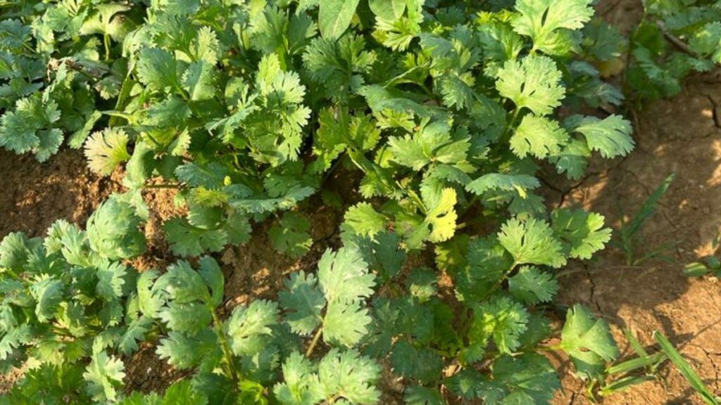 Dhaniya Ke Patte Ke Fayde: धनिया के पत्ते बॉडी को कर देते हैं डिटॉक्सीफाई, जाड़ों में तो है ये रामबाण  