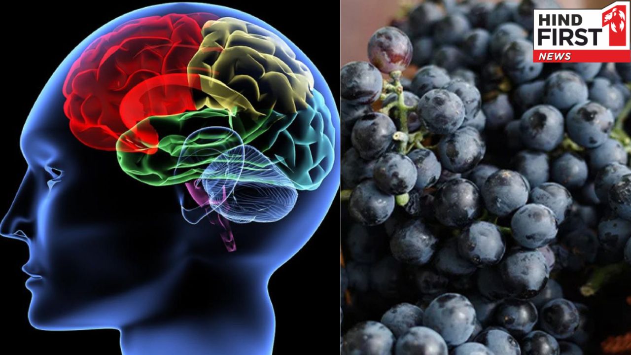 Black Grapes Benefits: ब्रेन तेज़ करना है तो जरूर खाइए काले अंगूर, फायदों का है खज़ाना Black Grapes Benefits: ब्रेन तेज़ करना है तो जरूर खाइए काले अंगूर, फायदों का है खज़ाना