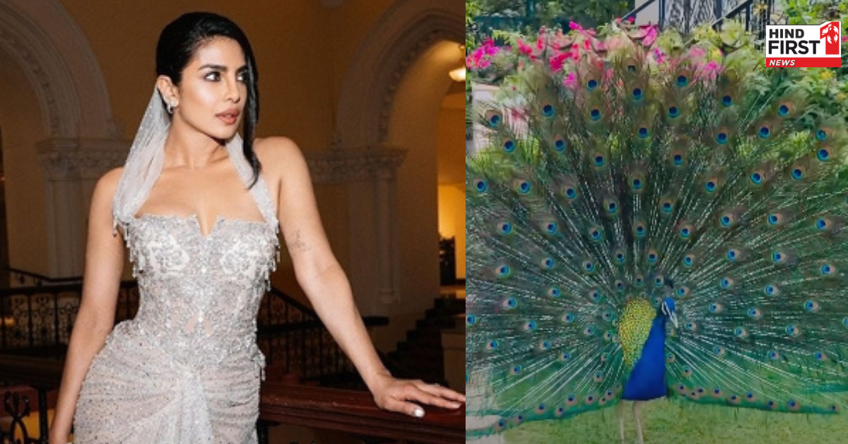 प्रियंका चोपड़ा शूटिंग के लिए पहुंचीं जयपुर, नाचते मोर को देखकर हुईं खुश, दिखाई खूबसूरत झलकियां प्रियंका चोपड़ा शूटिंग के लिए पहुंचीं जयपुर, नाचते मोर को देखकर हुईं खुश, दिखाई खूबसूरत झलकियां