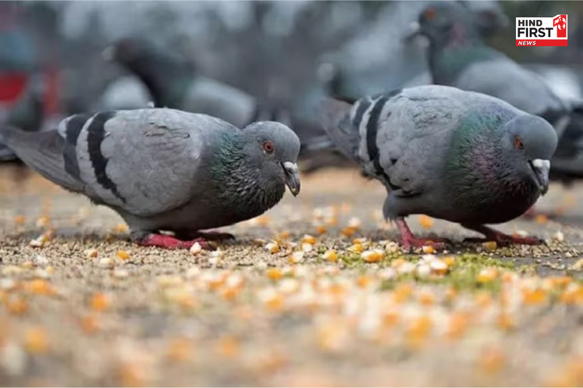Pigeon Disease: दिल्ली में कबूतरों से बढ़ रही सांस की बीमारियां, नगर निगम ने शुरू की सख्ती Pigeon Disease: दिल्ली में कबूतरों से बढ़ रही सांस की बीमारियां, नगर निगम ने शुरू की सख्ती