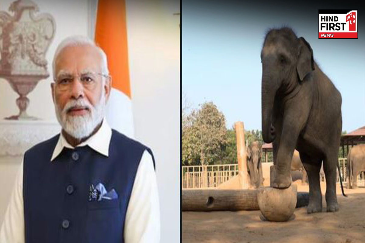 पीएम मोदी का तीन दिवसीय गुजरात दौरा, वनतारा के बाद गिर नेशनल पार्क में करेंगे सफारी पीएम मोदी का तीन दिवसीय गुजरात दौरा, वनतारा के बाद गिर नेशनल पार्क में करेंगे सफारी