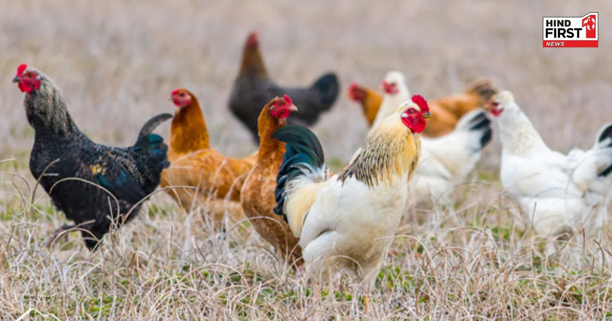 चिकन खाना हो सकता है खतरनाक, जानें Bird Flu के लक्षण और इलाज चिकन खाना हो सकता है खतरनाक, जानें Bird Flu के लक्षण और इलाज
