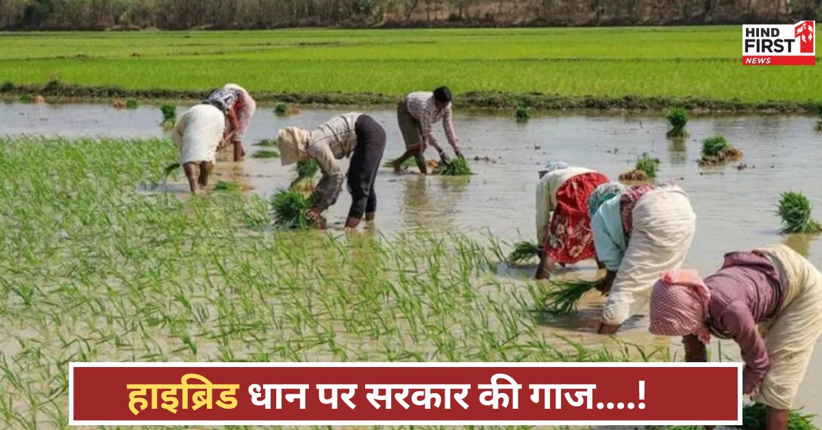 धान के हाइब्रिड बीज पर पंजाब सरकार सख्त! किसान परेशान, जानें क्यों हुआ ये फैसला! धान के हाइब्रिड बीज पर पंजाब सरकार सख्त! किसान परेशान, जानें क्यों हुआ ये फैसला!