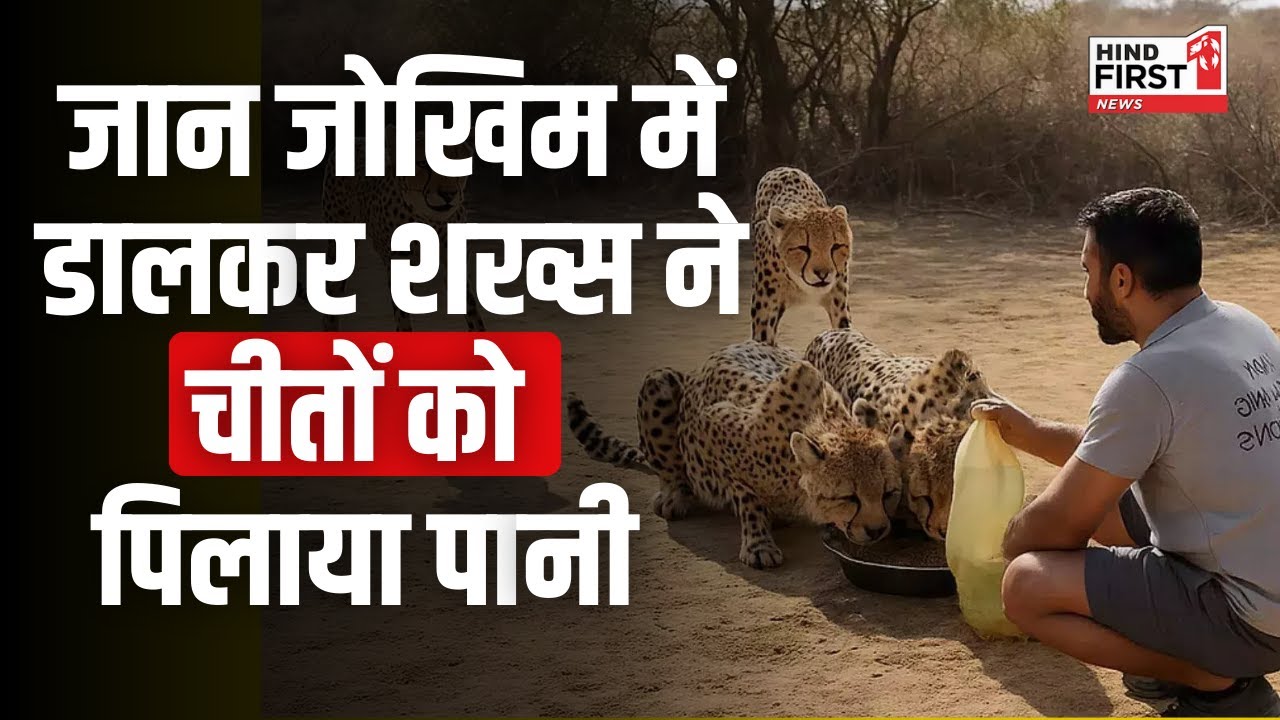 MP Kuno News: युवक ने चीतों को पिलाया पानी, अधिकारियों ने किया ये हाल
