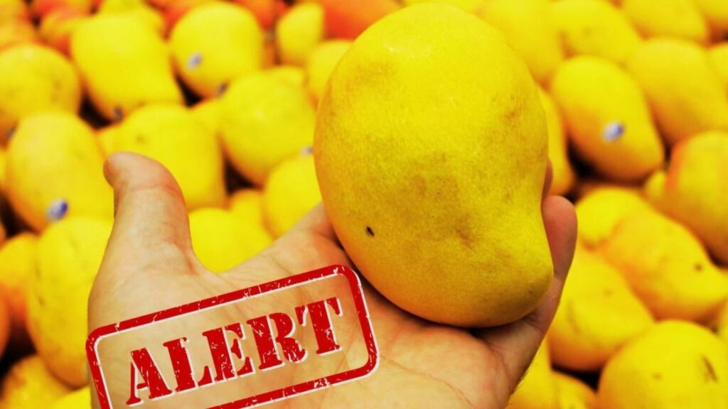   Summer Special: सावधान! केमिकल से पका आम सेहत के लिए है खतरनाक, हो सकती हैं ये गंभीर बीमारियां 