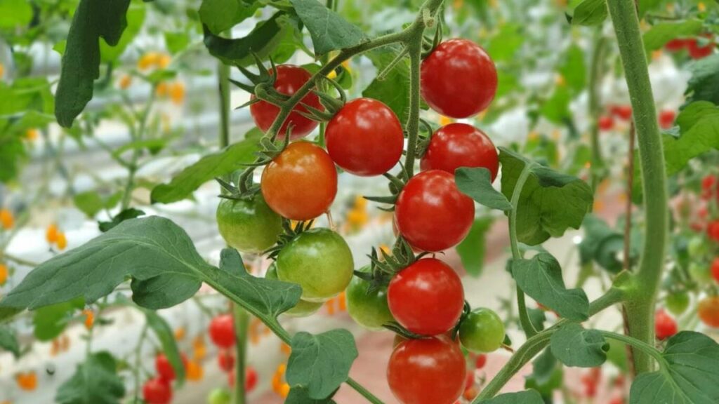 Summer Diet: गर्मी में हाइड्रेटेड रखते हैं ये 5 पानी से भरपूर ये फ़ूड आइटम्स, डाइट में करें शामिल 