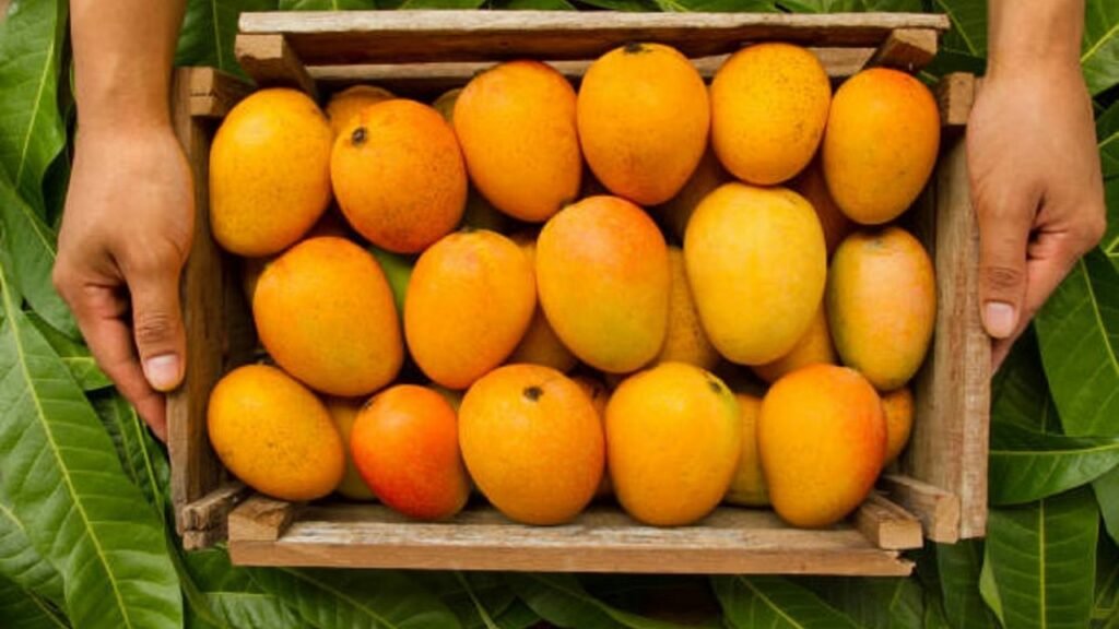   Summer Special: सावधान! केमिकल से पका आम सेहत के लिए है खतरनाक, हो सकती हैं ये गंभीर बीमारियां 