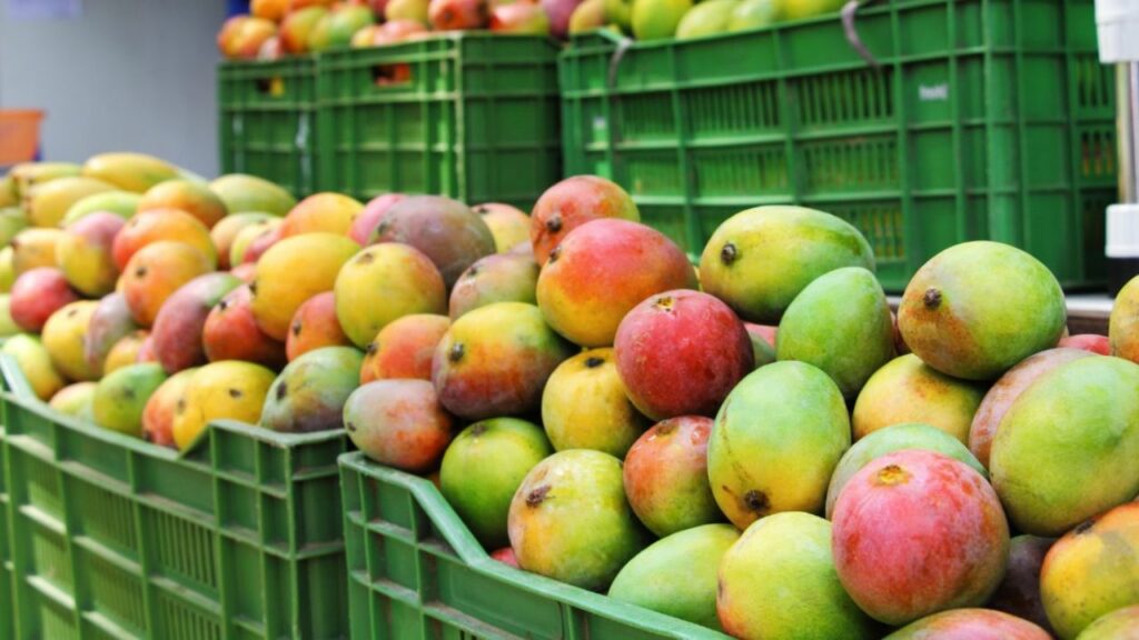   Summer Special: सावधान! केमिकल से पका आम सेहत के लिए है खतरनाक, हो सकती हैं ये गंभीर बीमारियां 