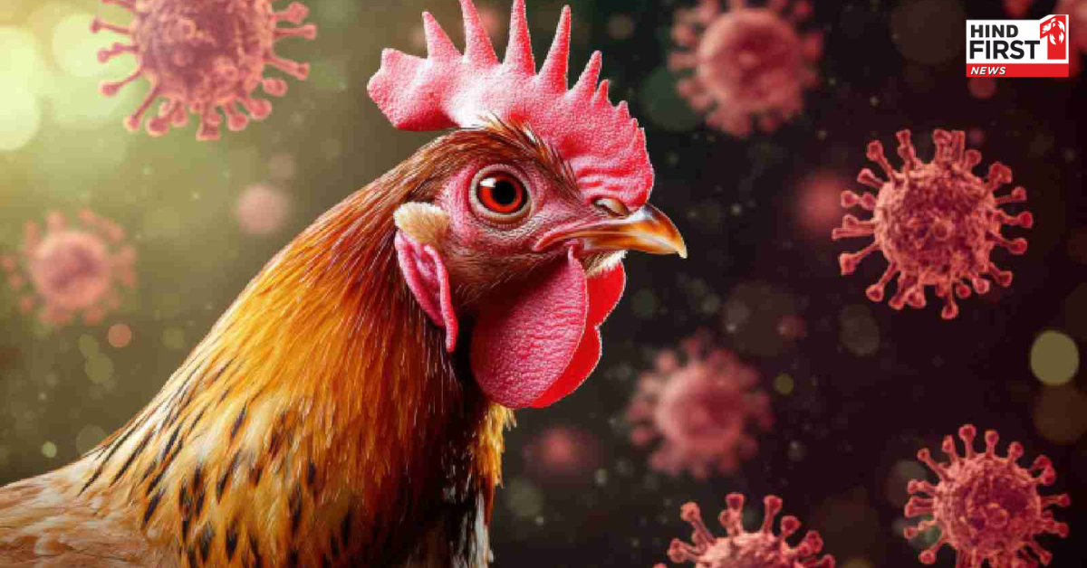बर्ड फ्लू हो सकता है बेहद खतरनाक, जानें इसके शुरुआती लक्षण और बचाव के तरीके