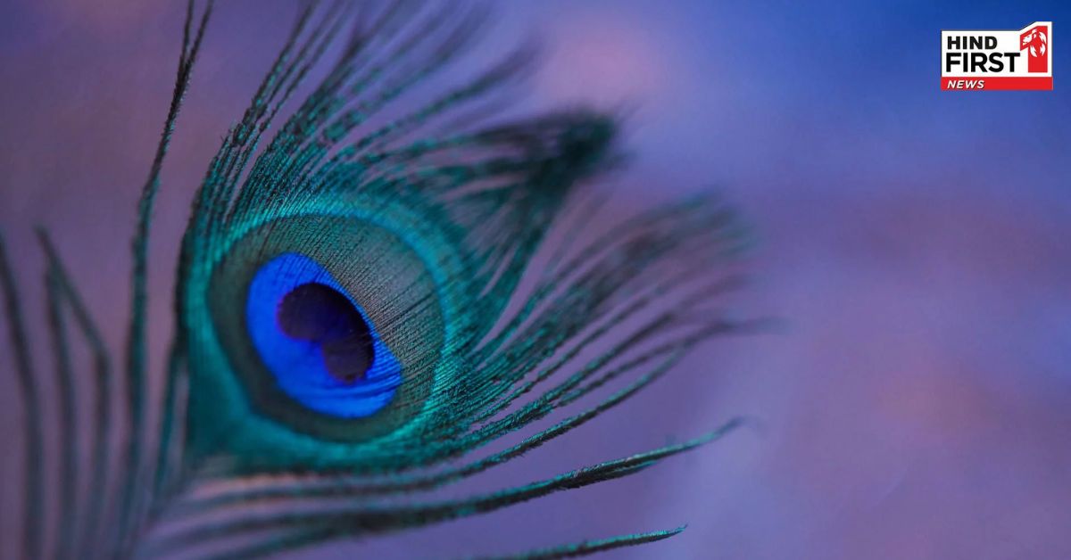 क्या आपको पता है घर में मोर पंख रखने का मतलब, जानिए वास्तु शास्त्र के हिसाब से इसके फायदे