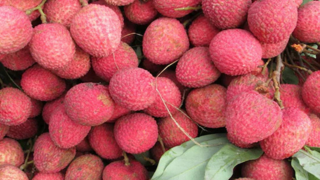 Litchi Side Effects: गर्मियों का फल है लीची, लेकिन ज्यादा खाने से पहले जान लें साइड इफेक्ट्स   