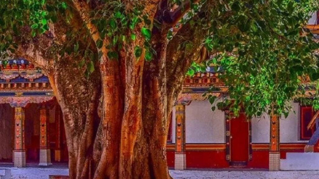 Vat Savitri Vrat 2025: वट सावित्री व्रत के दिन बरगद के पेड़ के नीचे करें ये विशेष उपाय, चमकेगी किस्मत    