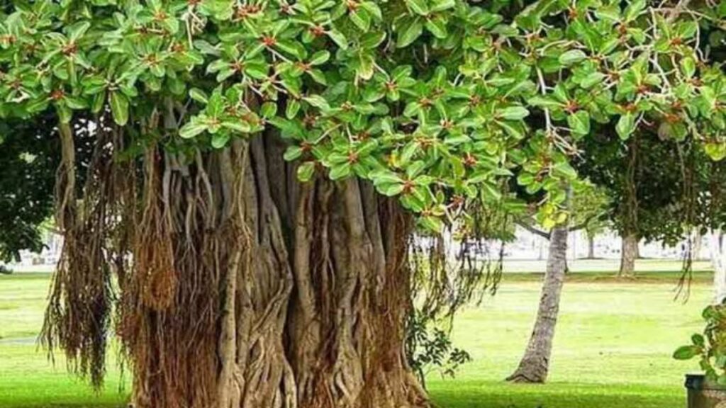 Vat Savitri Vrat: वट सावित्री व्रत में होती है वट वृक्ष की पूजा, जानिए क्यों?  