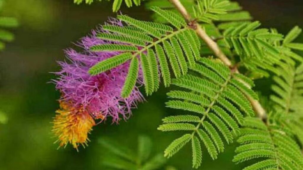 Somwar Ke Upay: सोमवार को करें शमी के पत्ते का यह उपाय, प्रसन्न हो शिव देंगे मनचाहा वरदान   