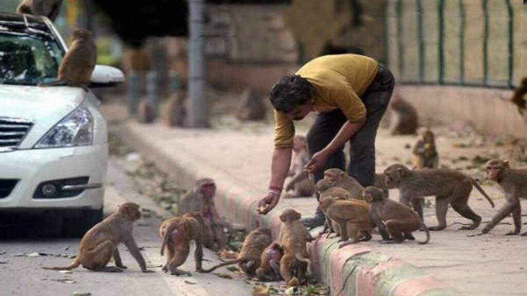     Mangalwar Ke Upay: मंगलवार को करें ये पांच उपाय, बजरंगबली बनाएंगे सभी बिगड़े काम