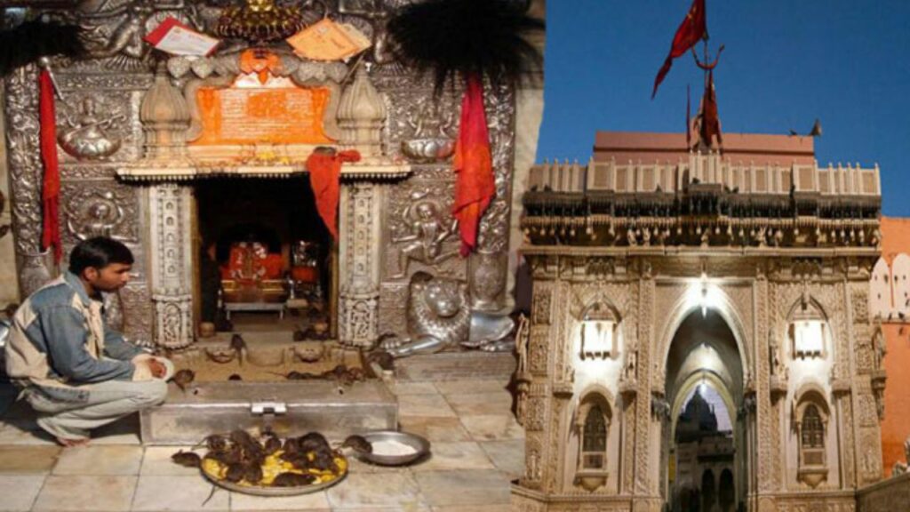 Karni Mata Temple: जहां चूहों को दिया जाता है सम्मान, आरती में शामिल होते हैं कृंतक
