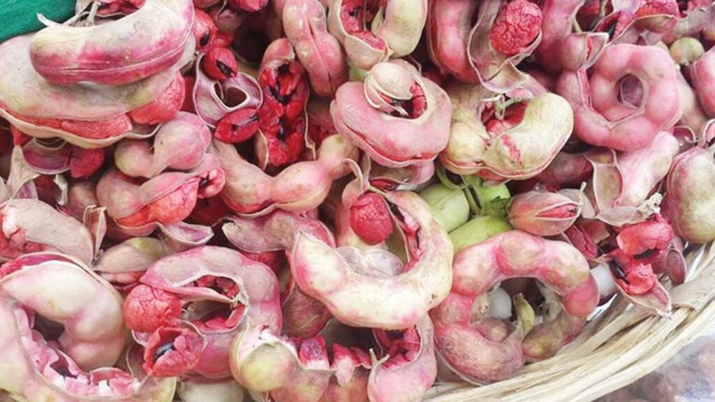      Jungle Jalebi Benefits: पेट से जुड़ी समस्याओं का रामबाण इलाज़ है जंगल जलेबी, फायदों से भरपूर है ये फल 