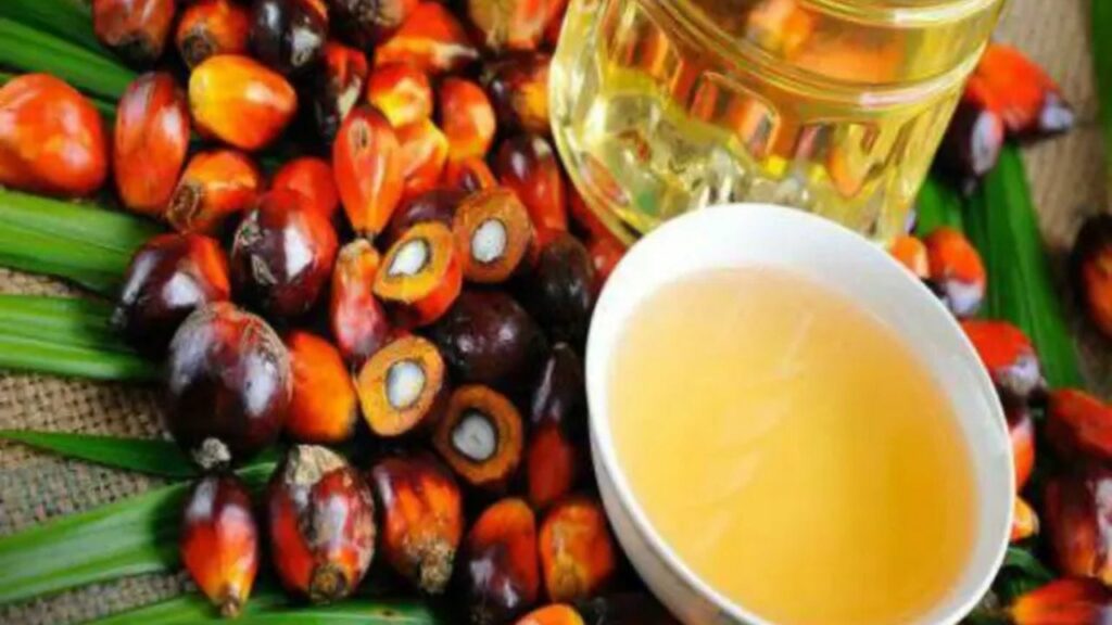 Paam Oil Benefits: दिमाग तेज़ करना है तो बालों में लगाएं ताड़ का तेल, जानिए इस्तेमाल करने की विधि